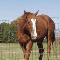 Fournisseur de clôtures pour bovins/chevaux/moutons en vente chaude (USINE)